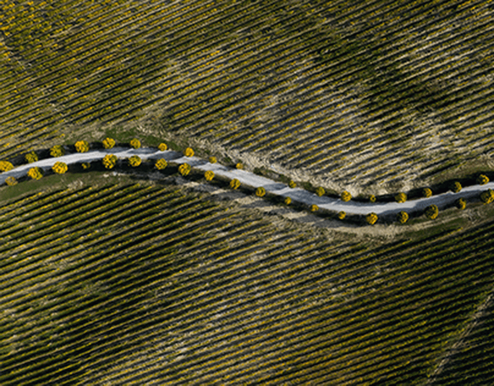В России запущен ИИ-поиск Жижи с цитированием источников